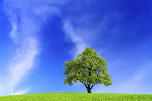 Agricultural Landscapes Prints: Tree on blue sky