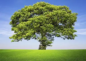 Framed Print : Tree on Blue Sky Print