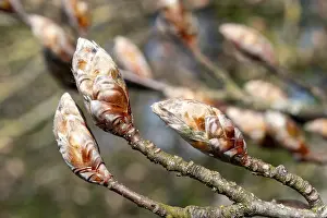Deserted Tree Landscape Prints: Tree buds swelling on branches