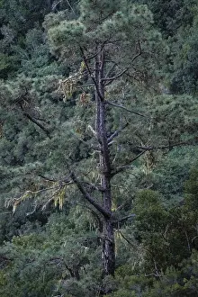 Caldera De Taburiente Nature Reserve Prints: Detail of a tree in the Caldera de Taburiente