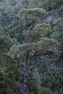 Caldera De Taburiente National Park Prints: Detail of a tree in the Caldera de Taburiente