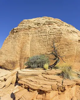 Utah Rock Formations Prints: Tree and Candy Cliffs, rock formations