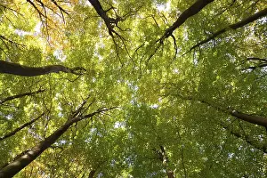 Central Europe Deciduous Forests Prints: Tree canopies of a beech forest