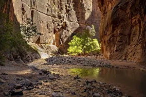 Zion National Park Landscape Prints: Tree in the Canyon, The Narrows