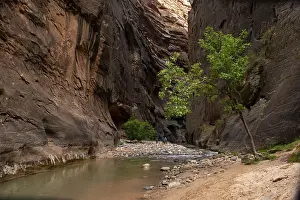 Nature Reserve America Prints: Tree in the Canyon, The Narrows