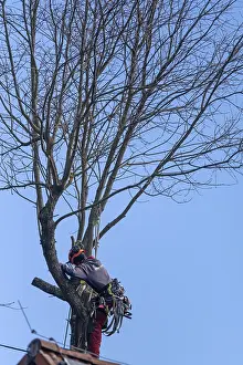 German Forestry Practices Prints: Tree climbers cutting in a tree
