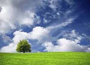 Agricultural Scene Prints: Tree and cloudy sky