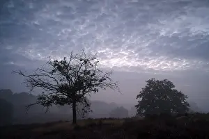 Central Europe Nature Reserve Prints: Tree and cloudy sky, in front of sunrise