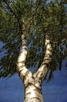 Framed Print : Tree Crown Print - Aerial View of Branches and Leaves Framed Print : Tree Crown Print - Aerial View of Branches and Leaves