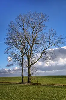 Winter Tree Landscape Prints: Tree in December