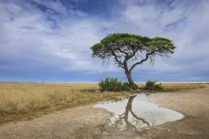 Etosha National Park Prints: A tree at the edge of the salt pan is reflected in a puddle