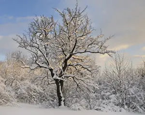 Snow Covered Trees Photo Prints: Tree in evening light, Peilstein, Lower Austria