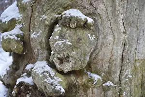 Deciduous Tree Trunk Prints: Tree face in an old beech in winter
