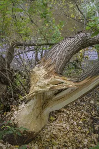 Beaver Damage Prints: Tree felled by a beaver on the Triesting
