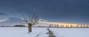 Snowy Evening Scene Prints: Tree on a field path and winter landscape in the evening light