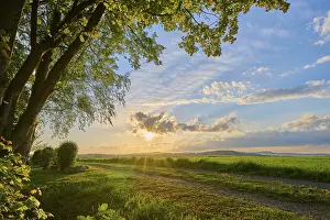 Evening Light In Bavaria Prints: Tree, field, sunset, spring, twelve peaks view