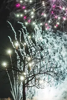 No People Fireworks Display Prints: Tree fireworks
