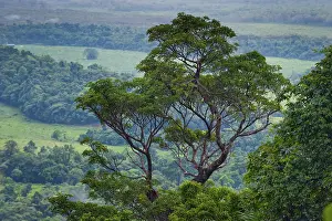 Australian Wilderness Photography Prints: Tree, flora, rainforest, jungle
