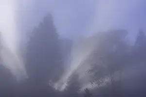 No People Outdoor Scenes Prints: Tree in fog with backlight, Traunkirchen