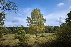 Austrian Countryside Views Prints: Tree framed by other trees, Blockheide