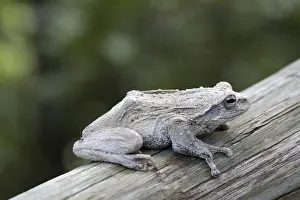 Batrachian Fauna Images Prints: Tree frog