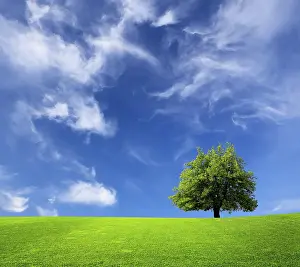 Oak Tree Landscape Prints: Tree and green field
