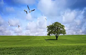Oak Tree Ecology Prints: Tree on green meadow