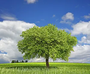 Agrarian Landscape Photography Prints: Tree on green meadow