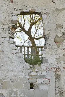 Lower Austria Nature Scenery Prints: Tree growing on a hole in a wall