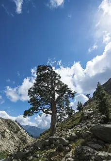 Southern Europe Mountain Scenery Prints: Tree on a hillside in the mountains