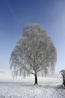 Hoarfrost Tree Prints: Tree with hoarfrost
