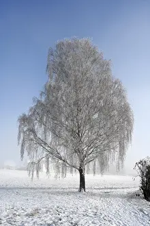 Hoarfrost Tree Prints: Tree with hoarfrost