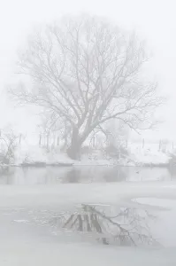Snowy Tree Landscape Prints: Tree at icy river