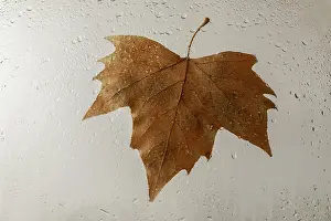Uninhabited Tree Scene Prints: Tree leaf stuck on a rain-dampened window pane