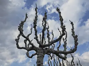 Winter Tree Prints: Tree without leaves against sky