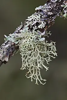 Nature Plants Prints: Tree lichen