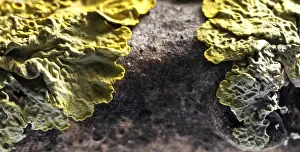 Close Up Nature Photos Prints: Tree lichen, macro picture
