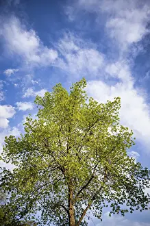 Overcast Sky Europe Prints: Tree, lime tree, clouds, sky, spring
