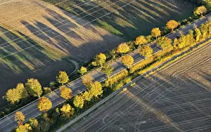 German Farmland Scenery Prints: Tree-lined avenue and fields, Bornheim