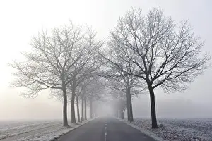 Hoarfrost Landscape Prints: Tree-lined avenue in mist