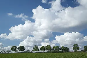 Fruit Tree Cultivation Prints: Tree-lines up