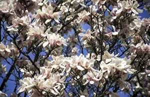 Flowering Trees Prints: Tree of magnolia in bloom