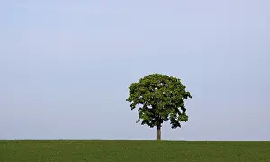 Empty Grass Field Photo Prints: Tree on meadow