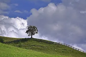 Solitary Tree Prints: A tree in a meadow