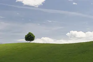 Canton Of Lucerne Scenery Prints: Tree on a meadow, Lake Lucerne