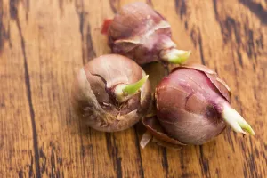 Common Onion Varieties Prints: Tree onions, topsetting onions