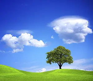 Oak Tree Images Prints: The tree on the outskirts