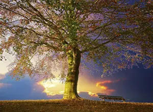 Exterior Garden Views Prints: Tree in the park