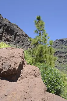 Gran Canaria Mountains Prints: Tree, pine, landscape, Canary pine