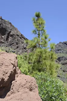 Gran Canaria Mountain Range Prints: Tree, pine, landscape, Canary pine